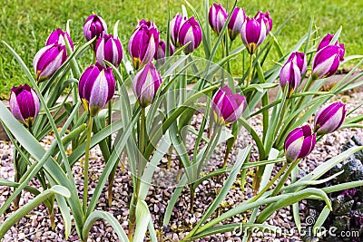 Dwarf tulips in rockery garden. Stock Photo
