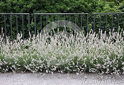 Dwarf white English lavender Stock Photo