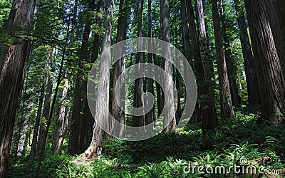 Dwarfed by the giant redwood forest Stock Photo