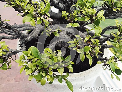 Dwarfed trees bonsa Stock Photo