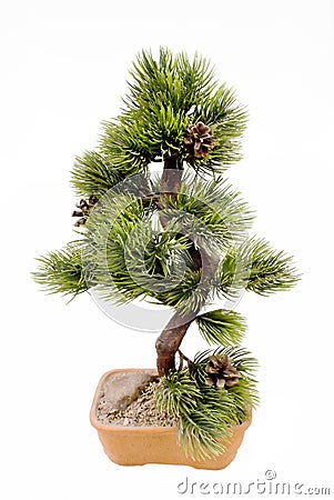 Dwarfish pine is art bonsai Stock Photo