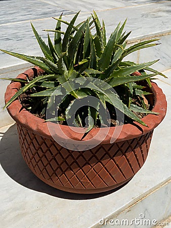Dyckia brevifolia sawblade plant potted in a terracotta pot closeup Stock Photo