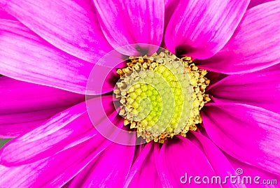 Dyed Daisy Flower White Orange Petals Green Carpels Close up Stock Photo