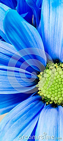 Dyed Daisy Flower White Orange Petals Green Carpels Close up Stock Photo