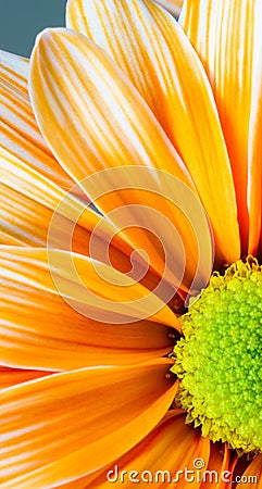 Dyed Daisy Flower White Orange Petals Green Carpels Close up Stock Photo