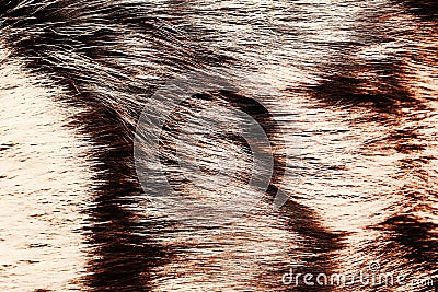 Dyed furry coat in brown or red color, close up. Stock Photo