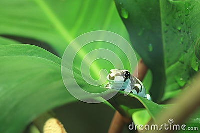 Dyeing dart frog Stock Photo