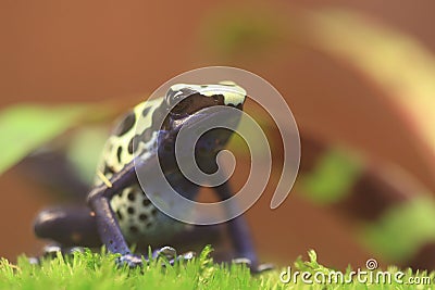 Dyeing dart frog Stock Photo