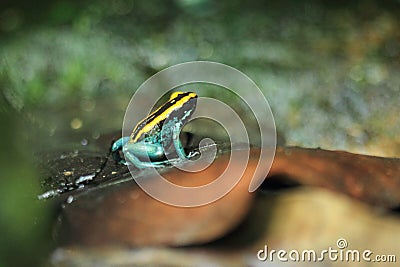 Dyeing dart frog Stock Photo