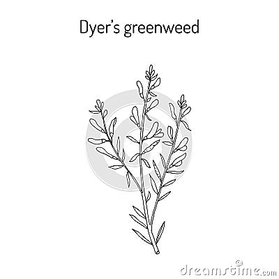 Dyer s greenweed or dyer s broom Genista tinctoria , medicinal plant Vector Illustration