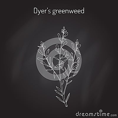 Dyer s greenweed or dyer s broom Genista tinctoria , medicinal plant Vector Illustration