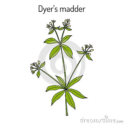 Dyer s madder rubia tinctorum , medicinal plant Vector Illustration