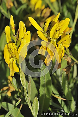 Dyers Greenweed Stock Photo