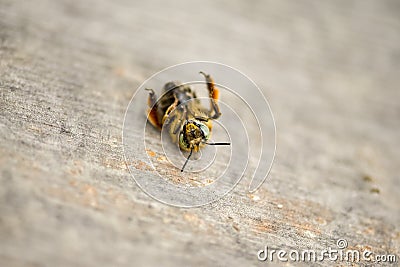 Dying bee lying paws up on a wooden tabletop. Stock Photo