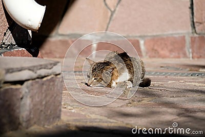 A dying cat on the street. The animal lies alone on the road Stock Photo