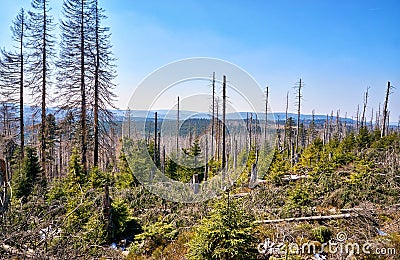 Dying catastrophic forests. Through climate change, drought and bark beetles. Dynamics through motion blur Stock Photo