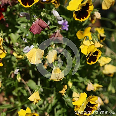 Dying dead wilting flowers Stock Photo