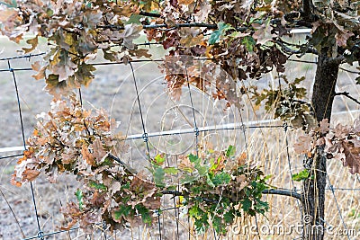 Dying dried out oak due to climatic crisis Stock Photo