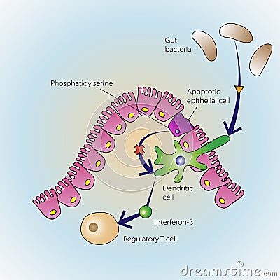 Dying epithelial cells Cartoon Illustration