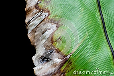 Dying fern leaf Stock Photo