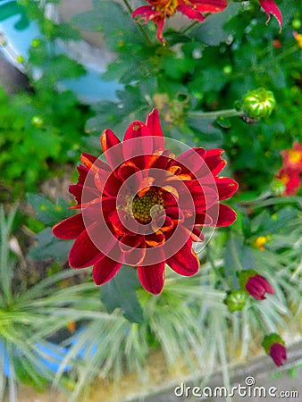 The dying flower is just like the hopeless Stock Photo