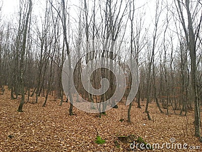 The dying forest Stock Photo