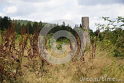 Dying forests due to senseless clearing in the forest Stock Photo