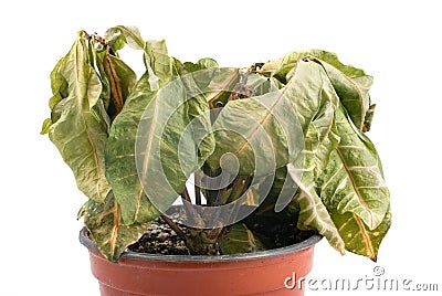 Dying plant in plastic pot Stock Photo