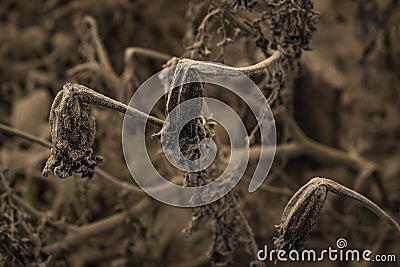 Dying plants Stock Photo