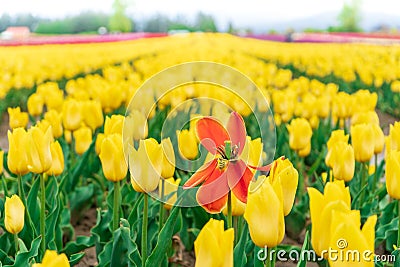 Dying red orange tulip amongst a field of yellow blooming tulips in springtime. On a flower farm tourist attraction. Blurry Stock Photo