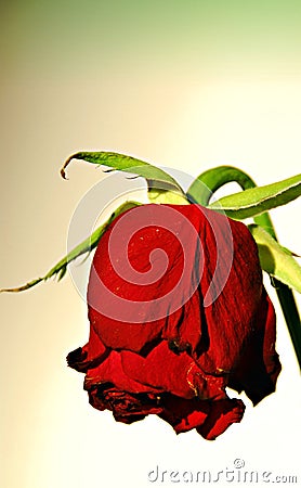 Dying rose Stock Photo