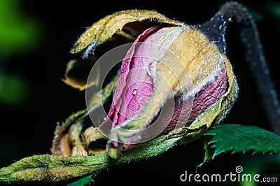 Dying Rose Bud Stock Photo