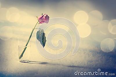 Dying Rose on the Snow Background Stock Photo