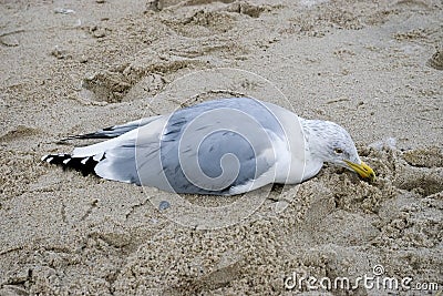 Dying seagull Stock Photo