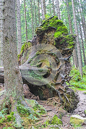 Dying silver forest dead spruces trees Brocken mountain Harz Germany Stock Photo