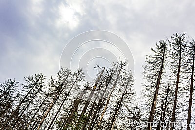 Dying silver forest dead spruces trees Brocken mountain Harz Germany Stock Photo