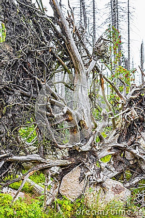 Dying silver forest dead uprooted trees Brocken mountain Harz Germany Stock Photo