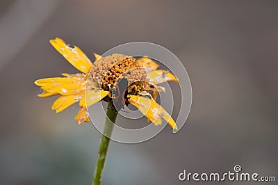 Last taste of summer Stock Photo