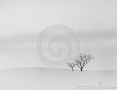 Dying trees Stock Photo