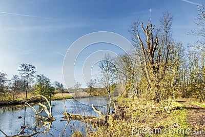 Dying willow trees with broken branches covered with mosses molds and fungi and tree trunks Stock Photo