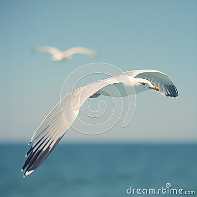 Dynamic image captures sea seagull in graceful flight Stock Photo