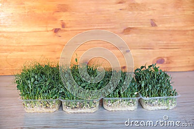 Dynamics of growth of microgreens in plastic containers of green peas. Healthy lifestyle concept. Assortment of micro greens. Stock Photo