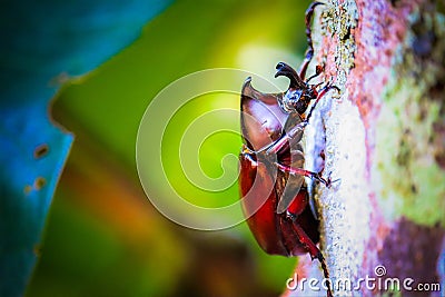 Dynastinae on the branch in the forest Stock Photo