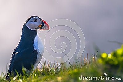 Dyrholaey - May 04, 2018: Wild Puffin bird in Dyrholaey, Iceland Stock Photo