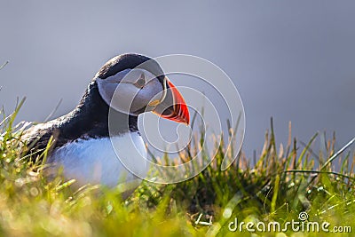 Dyrholaey - May 04, 2018: Wild Puffin bird in Dyrholaey, Iceland Stock Photo