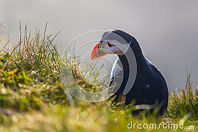 Dyrholaey - May 04, 2018: Wild Puffin bird in Dyrholaey, Iceland Stock Photo