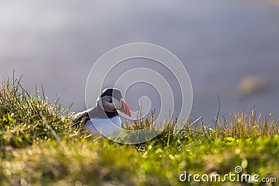 Dyrholaey - May 04, 2018: Wild Puffin bird in Dyrholaey, Iceland Stock Photo