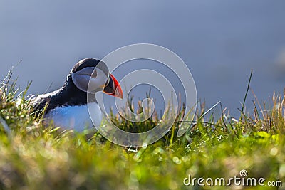 Dyrholaey - May 04, 2018: Wild Puffin bird in Dyrholaey, Iceland Stock Photo