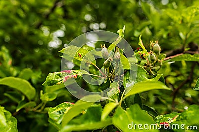 Dysaphis devecta Rosy leaf-curling apple aphid Stock Photo