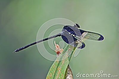 Dysphaea dimidiata, male. Black Velvetwing damself Stock Photo